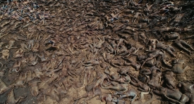 apocalypto240