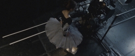 black-swan-217