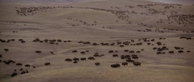 danceswithwolves264