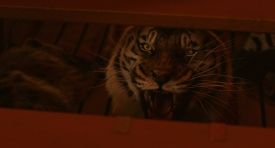 lifeofpi258