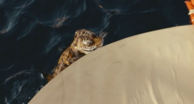 lifeofpi288