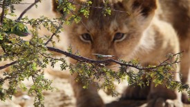 LionKing_327
