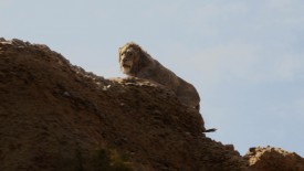 LionKing_350