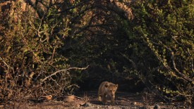LionKing_389