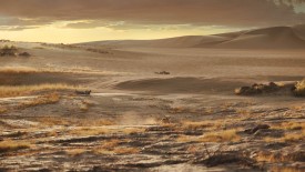 LionKing_393