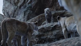 LionKing_395