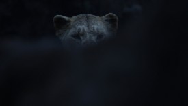 LionKing_690