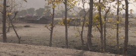 Lion_715