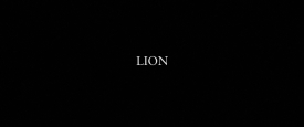 Lion_795