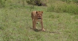 outofafrica097