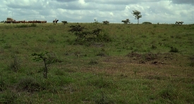 outofafrica164