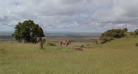 outofafrica491
