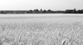 thewhiteribbon_368