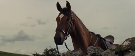 warhorse141